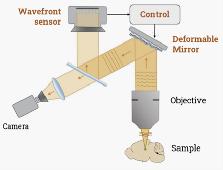 用于显微镜的折射式自适应光学元件Refractive Adaptive Optics for Microscopy插图1