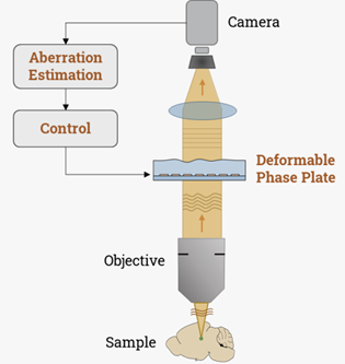用于显微镜的折射式自适应光学元件Refractive Adaptive Optics for Microscopy插图2